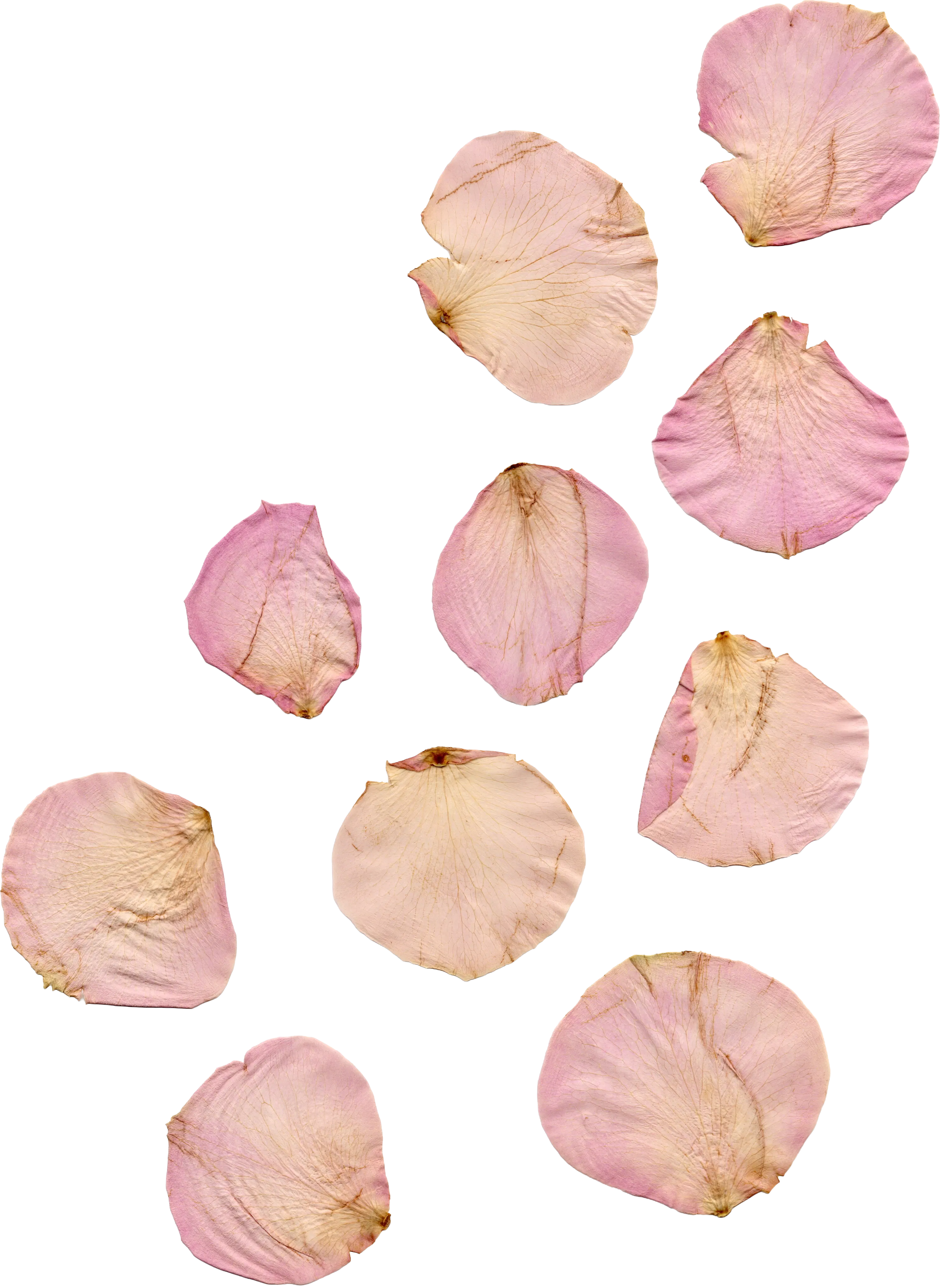 Adobe Stock 1967564764