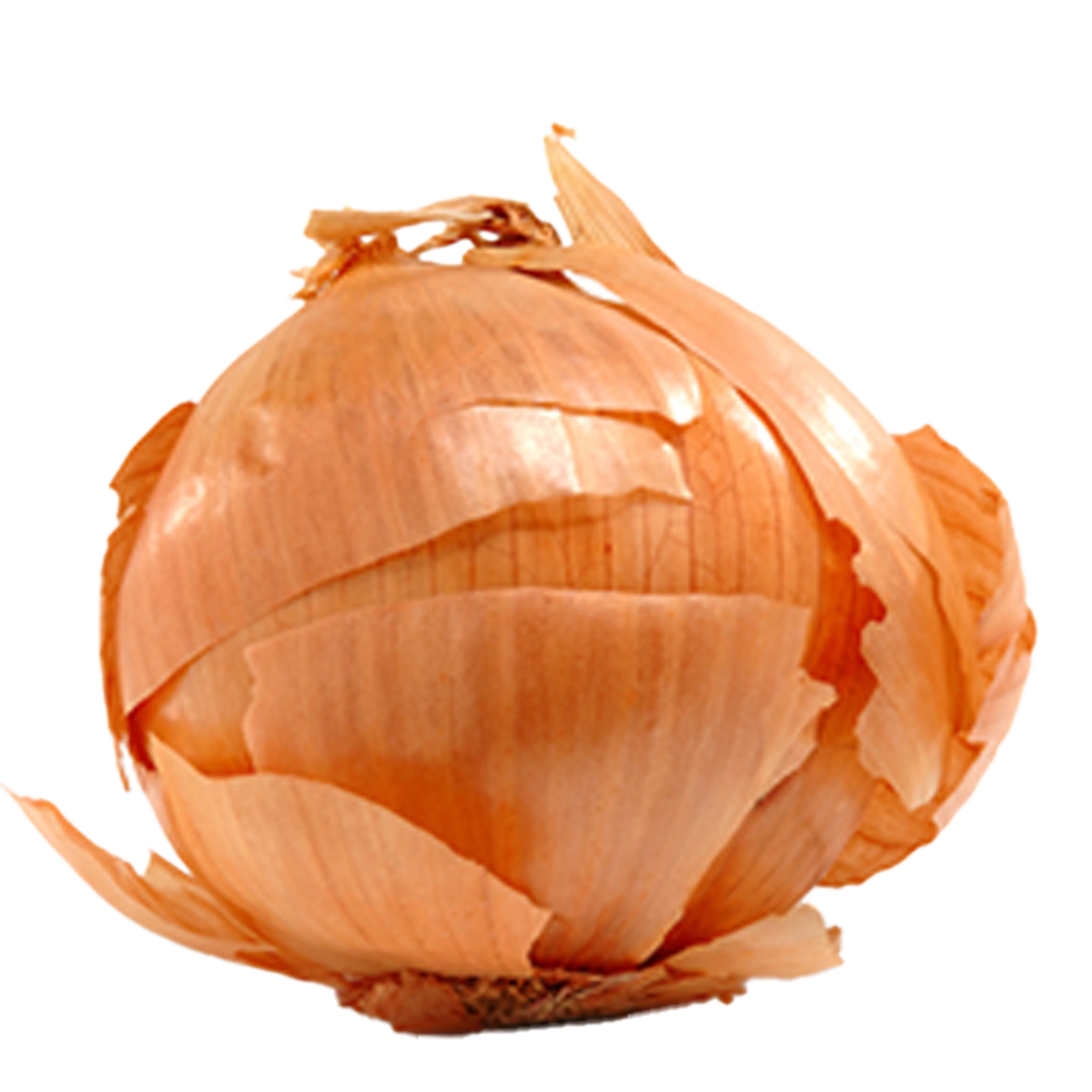 Ajuin