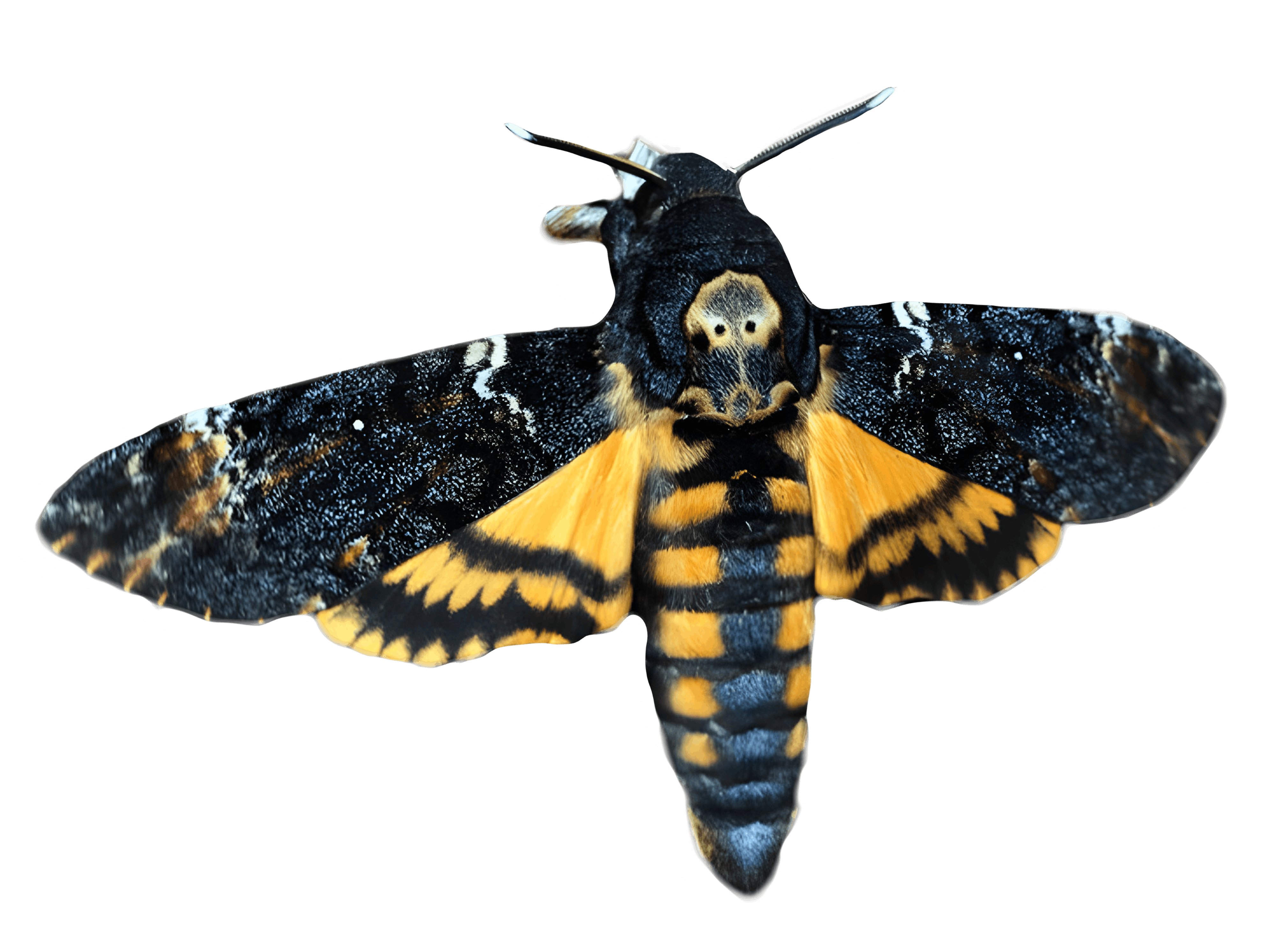 Doodskopvlinder copy