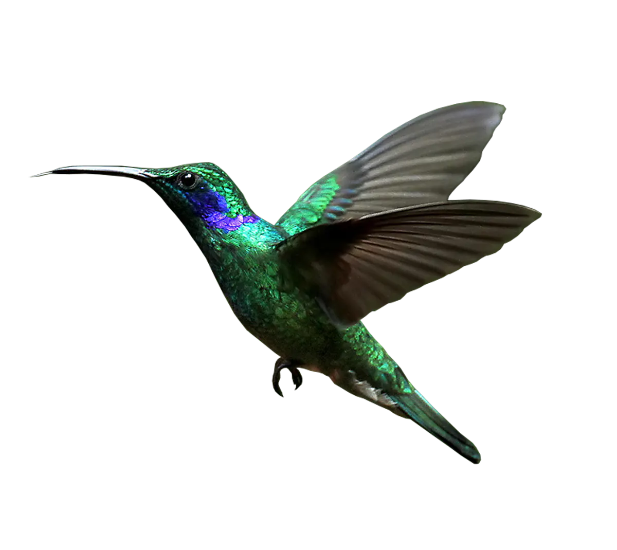 Hummingbird PNG Free Download
