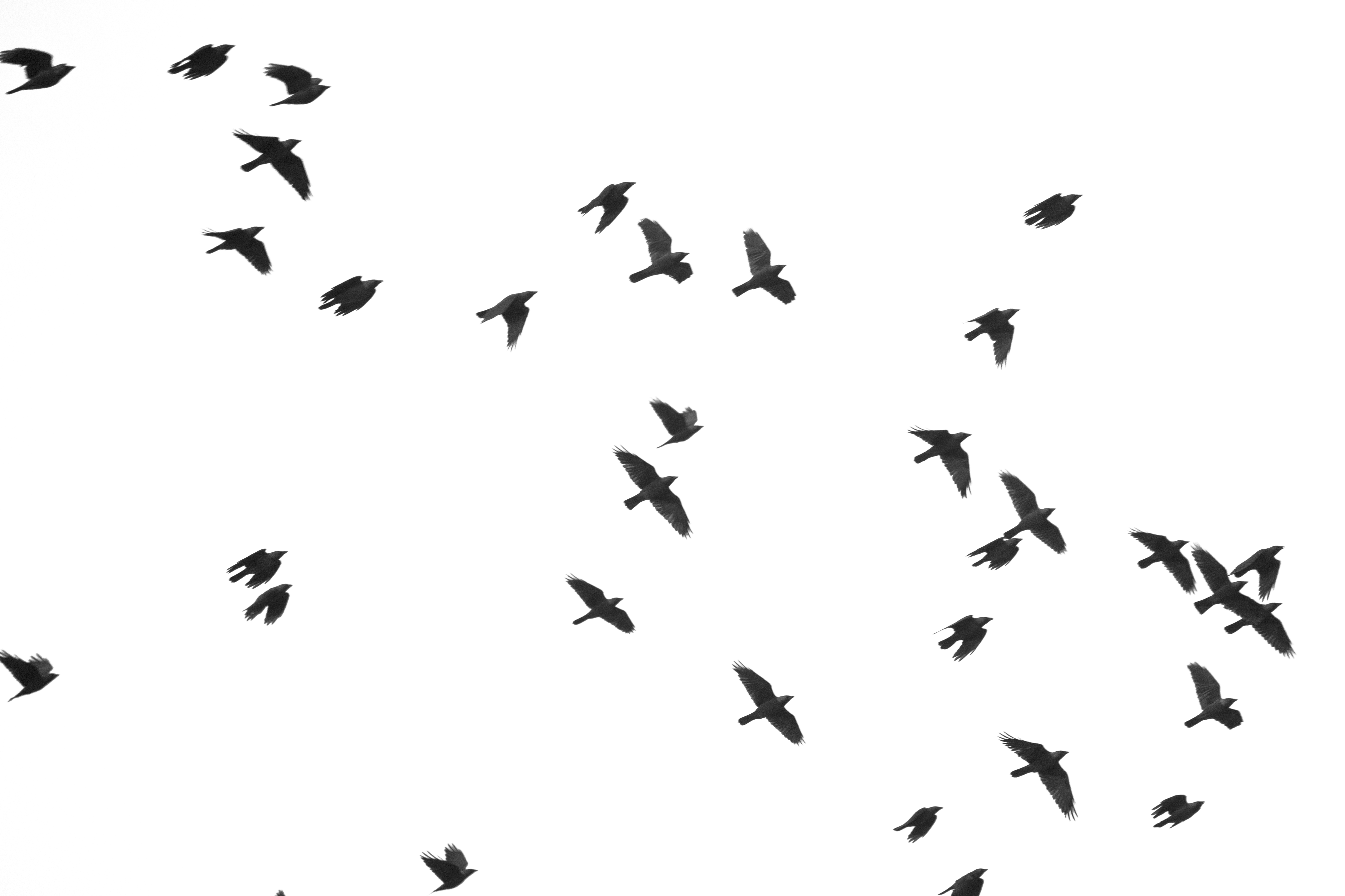 E6251f88 aaac 4f54 8827 9aca6f0f4440