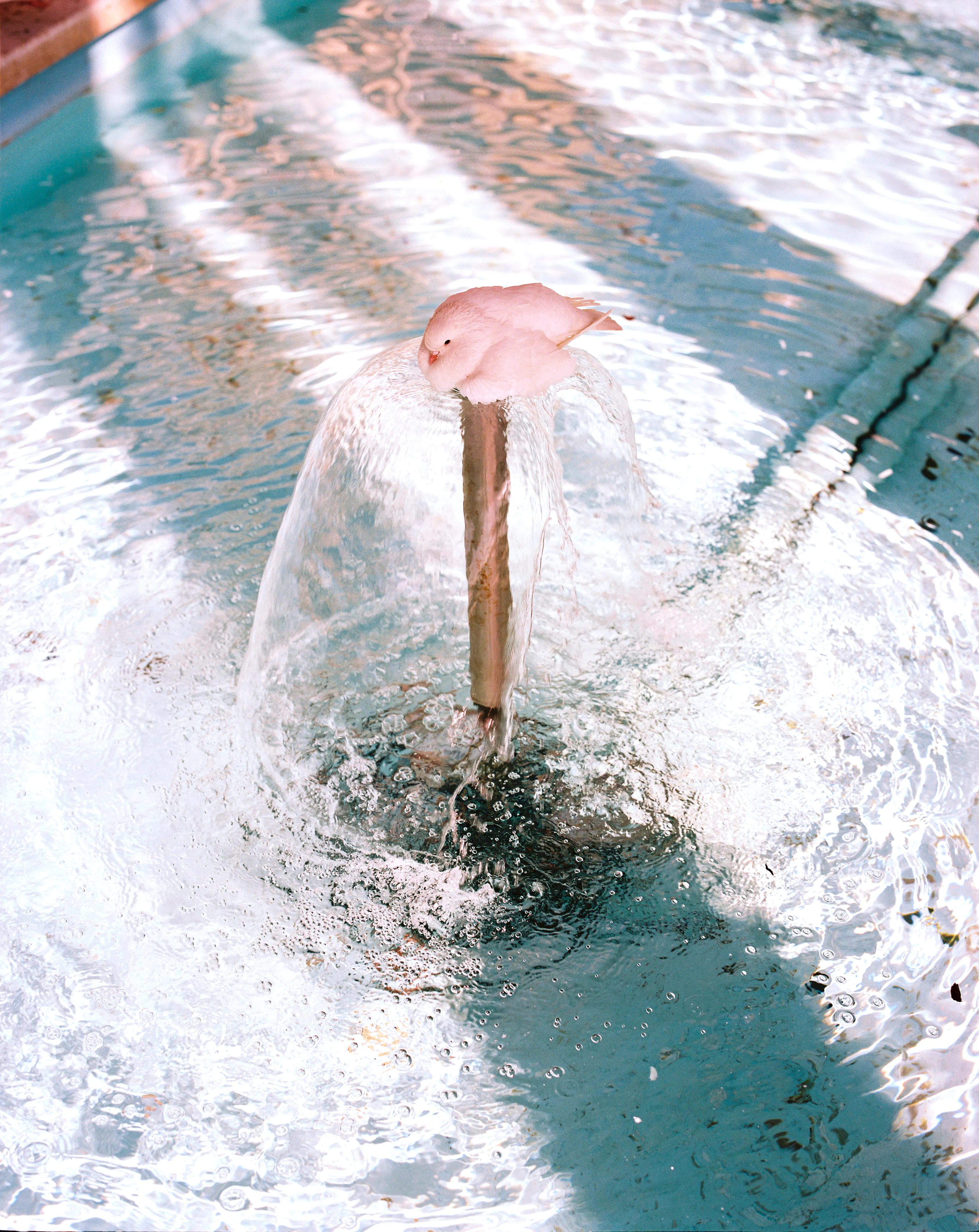 Saint Amour 2026 promotiebeeld c Miles Fischler42 c Miles Fischler